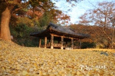 늦가을 빛을 담은 너브실마을의 칠송정