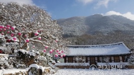 [전남] 설국 이룬 화순 만연사 배롱나무 눈꽃