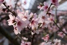 남원시, 꽃망울 활짝… 복사꽃 피는 고향