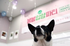 새 주인님 어디계세요