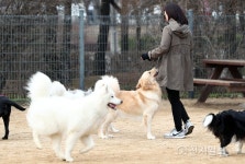 반려견과 즐거운 시간