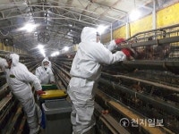 아산시, 둔포면 산란계 농장 AI 양성… 살처분 조치