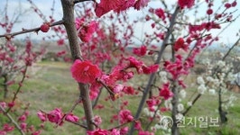 해남 보해매실농원 활짝 핀 매화