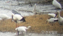 [인천] 강화, 분오리 어촌 저어새 생태마을 만든다