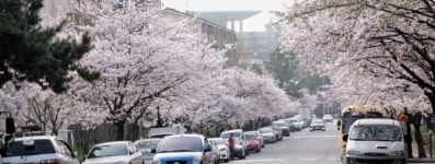 광주 북구 운암주공 3단지 벚꽃 길