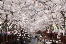 진해구 여좌천 로망스다리에 몰려드는 연인들