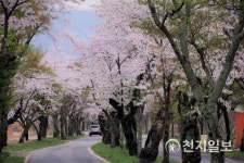 장성 백양사, 아름다운 벚꽃길