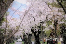 장성 백양사, 아름다운 벚꽃길