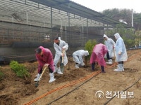 횡성군 축산과, 깨끗한 축산농장 조성을 위한 식목행사