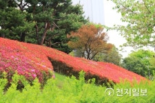 [광주] '철쭉꽃' 뒤덮인 조선대학교 캠퍼스