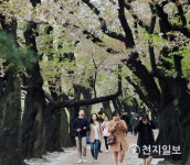 지는 벚꽃이 못내 아쉽구나