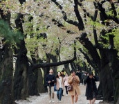 지는 벚꽃이 못내 아쉽구나