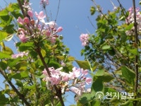 봄의 향기 전령사 라일락 활짝