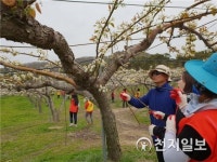 [천안] 나사렛대, 배 화접 봉사활동 나서