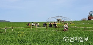 고창 학원농장 청보리밭 거닐며… 노란 유채꽃 향기 솔솔