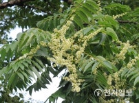 [내 몸에 딱 좋은 나무] 버릴 것 없는 전통 참살이 식품 참죽나무