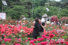 풍암호수 장미향기 가득