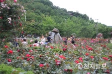 풍암호수 장미향기 가득