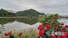 풍암호수 장미향기 가득