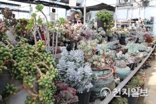 [글마루] 꽃과 문화➀ 바람·햇볕·물 삼박자 속다육이