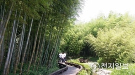 [담양] 한국대나무박물관 대숲 산책길… 시선 끄는 업평죽