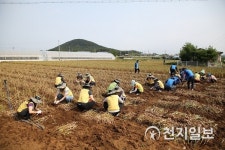 서부발전, 농촌 일손 돕기 마늘수확에 구슬땀