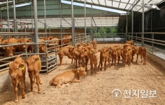 횡성군, 축산인의 날 기념 우리 축산농가 자랑하기 사진· 그림 공모