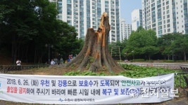 500년 된 수원 영통 느티나무 장맛비와 강풍 견디지 못해