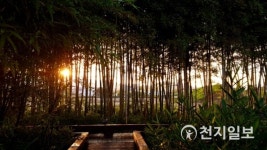 대숲에 걸린 붉은 노을