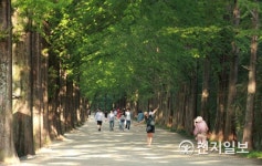 [쉼표] 담양 메타세쿼이아 길… 아날로그적 휴식처, 정말 만족스럽네요