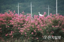 [담양] 배롱나무꽃 위에 앉은 백로 한 마리