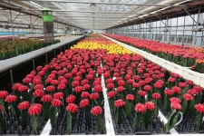 [글마루] 꽃과 문화④ 신선의 손바닥 선인장