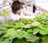 [지역명물] 땅끝 해남 고구마 부드럽고 달콤한 꿀맛 명품에 도약한다