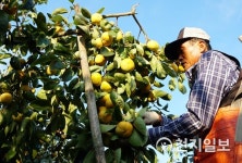 [지역명물] 미각 깨우는 달콤한 맛 창원 단감… 노화 억제 비타민C 풍부