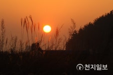 [나주] 남평 은행나무길… 저물어 가는 노을
