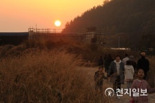 [나주] 남평 은행나무길… 저물어 가는 노을