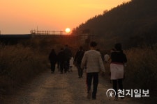 [나주] 남평 은행나무길… 저물어 가는 노을