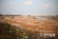 놓치면 후회할 영산강 자전거길 뒤덮은 억새