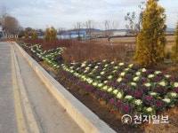 [인천] 사계절 활짝 핀 송해면 꽃길 호응