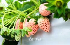 [#신상이요-식품] 상하농원, 더플레이스, 할리스커피