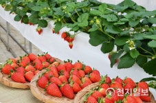[담양] 신품종 딸기 메리퀸 유통전문가 대상 시식평가 호평