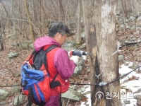 [지역명물] 장성 백양, 고로쇠 채취 한창… 뼈에 좋아 골리수라 불리는 천연 이온수