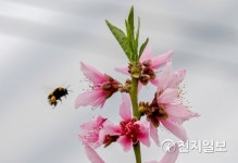 [천안] 복사꽃 꿀따는 꿀벌