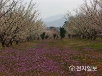 전남도, 봄 여행지로 해남 보해매실농원·장흥 목촌리 동백림 추천