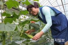 천안 아우내 오이 수확