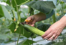 천안 아우내 오이 수확