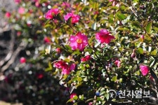 전남 완도수목원, 동백꽃 황홀한 매력 한창