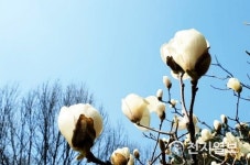 푸른 하늘과 맞닿은 목련