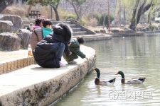 [광주] 청둥오리에 먹이 주는 어린이