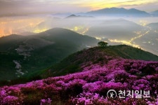 주말 꽃구경, 여수로 떠나요… 영취산진달래축제